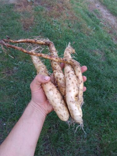 Wild Yam Root